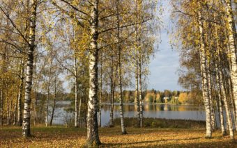 Syksyiset koivut ja järvimaisema.