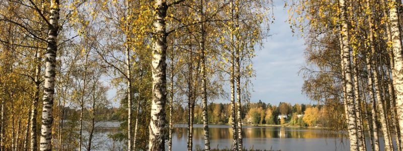 Syksyiset koivut ja järvimaisema.